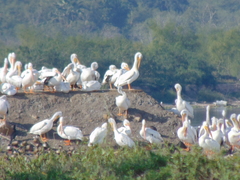 Pelecanus erythrorhynchos