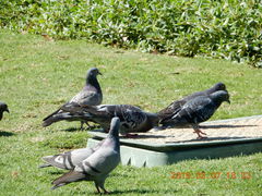 Columba livia domestica