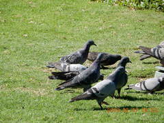 Columba livia domestica