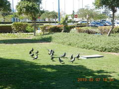 Columba livia domestica