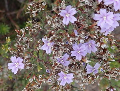 Limonium scabrum scabrum