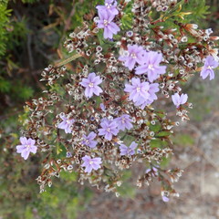 Limonium scabrum scabrum