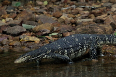 Varanus salvator salvator