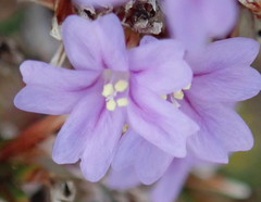 Limonium scabrum scabrum