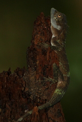 Calotes liolepis
