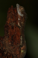 Calotes liolepis