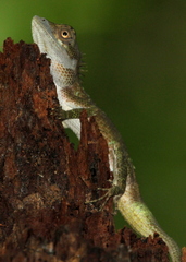 Calotes liolepis