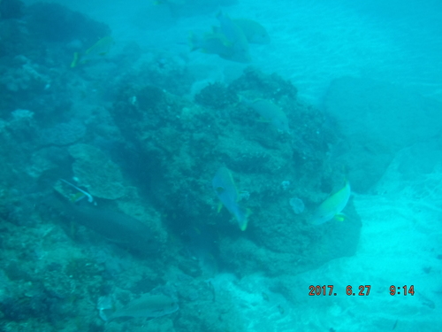Lutjanus rivulatus