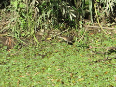 Laterallus melanophaius