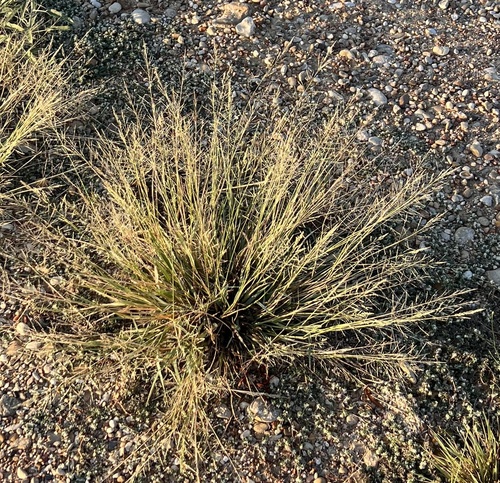 Sporobolus pyramidatus