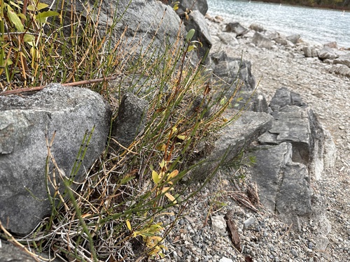 Equisetum × trachyodon, photograph 1
