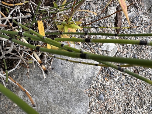Equisetum × trachyodon, photograph 3