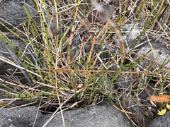 Equisetum × trachyodon, photograph Daryl Nolan, CC0, iNaturalist via GBIF