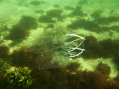 Cyclosalpa bakeri