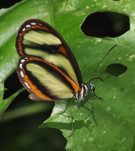 Pteronymia primula