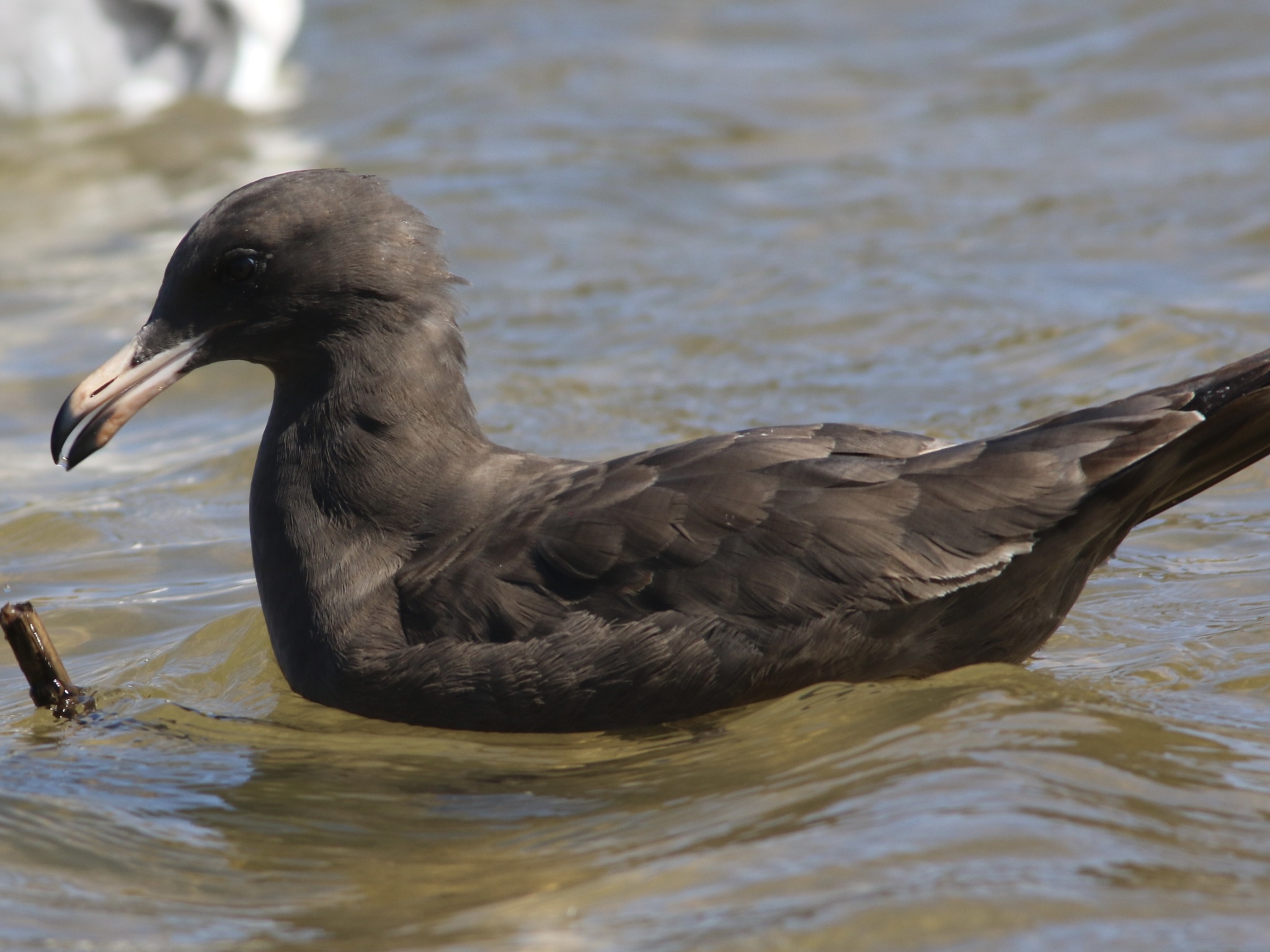 Heermann's Gull (Larus heermanni)