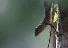 Calotes liolepis