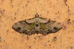 Chloroclystis sphragitis