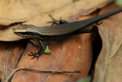 Eutropis greeri