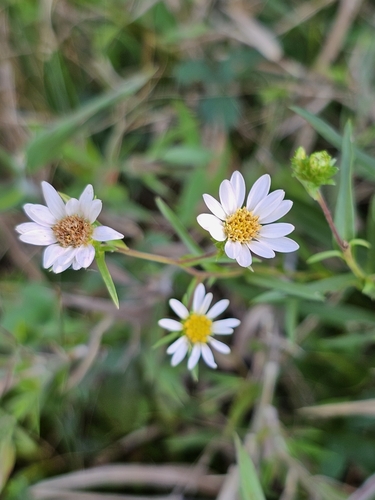 Image of Eurybia avita by (c) Patrick Belk, some rights reserved (CC BY)