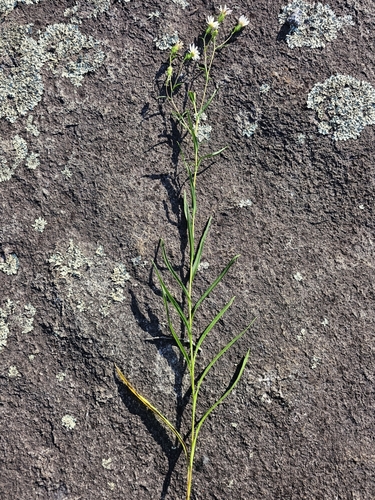 Image of Eurybia avita by (c) Patrick Belk, some rights reserved (CC BY)