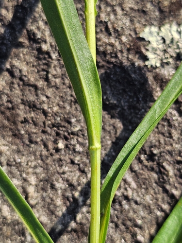 Image of Eurybia avita by (c) Patrick Belk, some rights reserved (CC BY)