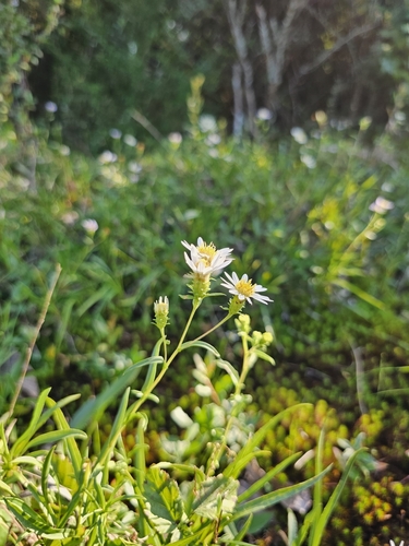 Image of Eurybia avita by (c) Patrick Belk, some rights reserved (CC BY)