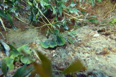 Dictyosphaeria sericea