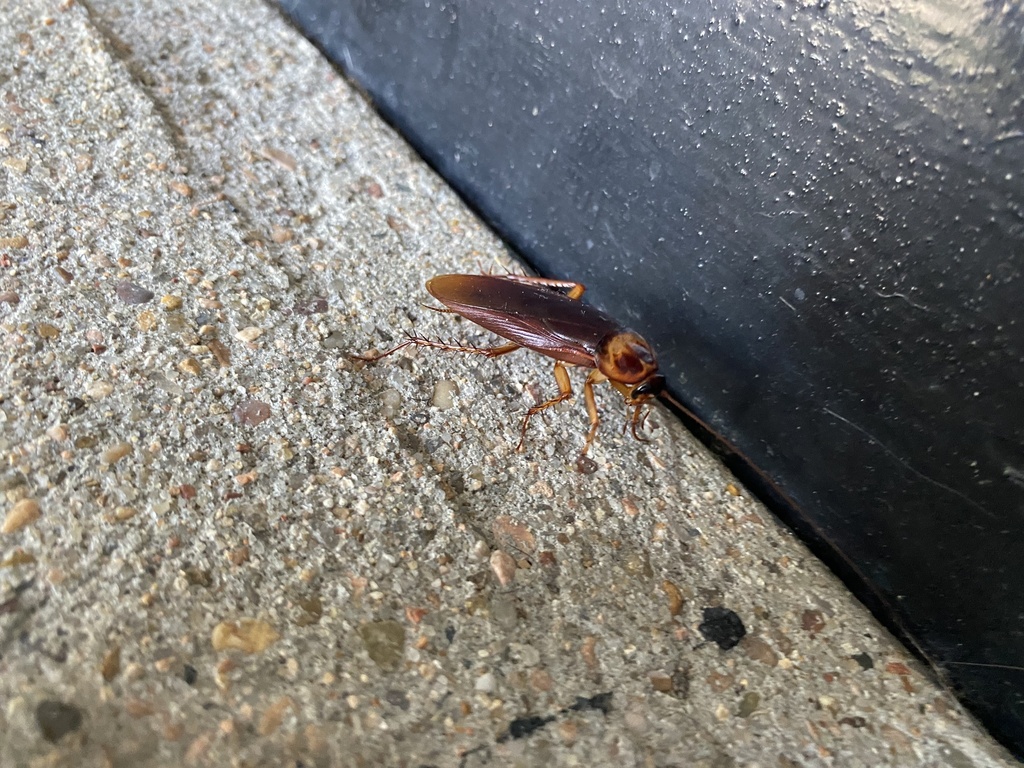 American Cockroach From UTSA Blvd San Antonio TX US On September 20   Large 