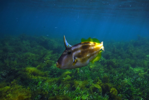 Freycinet's leatherjacket (Meuschenia freycineti) — Monacanthidae — 5