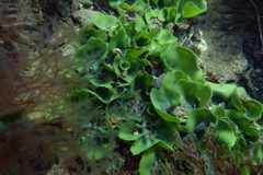 Dictyosphaeria sericea