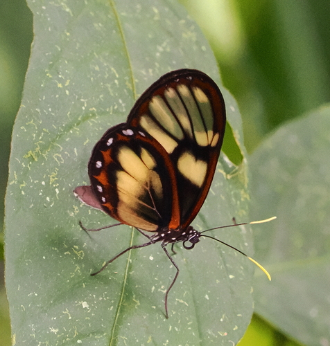 Zavaleta glasswing