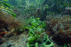 Dictyosphaeria sericea