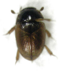 Cercyon nigriceps