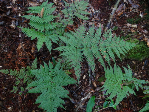 Image of Dryopteris formosana by (c) 呂一起(Lu i-chi), some rights reserved (CC BY)