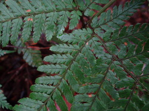 Image of Dryopteris formosana by (c) 呂一起(Lu i-chi), some rights reserved (CC BY)