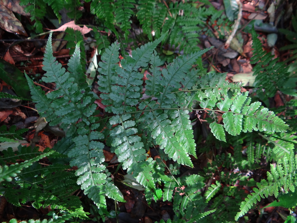 Diplazium kawakamii (Diplazium kawakamii)