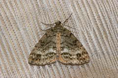 Pseudocoremia indistincta