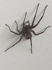 Uliodon