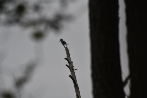 Belted Kingfisher photographed in Delaware