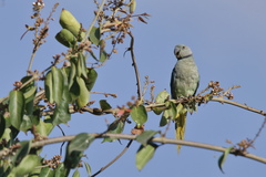 Psittacula columboides