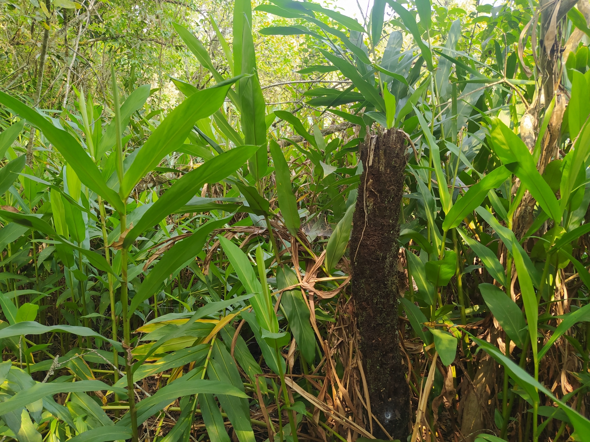 Hedychium coronarium