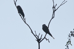 Psittacula columboides