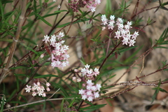 Asclepias angustifolia