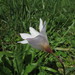 Zephyranthes martinezii - Photo (c) Leonel Roget, some rights reserved (CC BY), uploaded by Leonel Roget