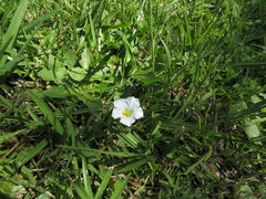 Nierembergia rivularis