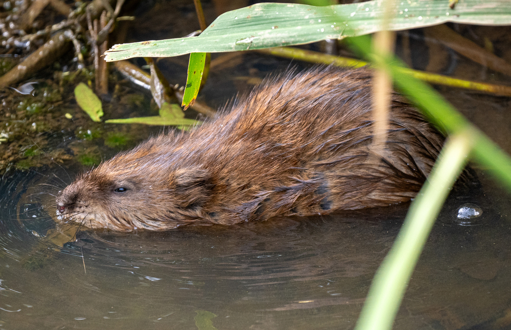 Muskrat From Northeast Washington Washington DC USA On August 6 muskrat-from-northeast-washington-washington-dc-usa-on-august-6