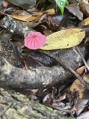 Media resource of Marasmius haematocephalus