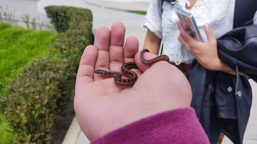 Longtail Alpine Garter Snake