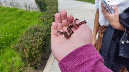 Longtail Alpine Garter Snake